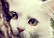 吃瓜娱乐酱抱枕猫,吃瓜娱乐酱带你领略萌宠魅力