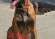 比利时马犬,智慧与忠诚并重的牧羊犬传奇