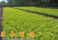 免费苗木求购信息,“2025年春季苗木市场求购动态汇总”
