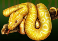 做梦梦见一条金色的蛇是什么意思周公解梦了,金色蛇的象征意义与梦境解析