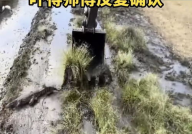 挖机师傅清理河道挖到扬子鳄,挖机师傅河道清理发现扬子鳄