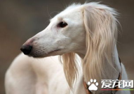 萨路基犬,萨路基猎犬的历史、特性和饲养指南