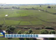 各地多措并举确保粮食丰收,各地多措并举保障粮食安全