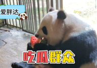 娱乐吃瓜熊猫视频下载,海量娱乐内容，轻松下载享受精彩时光