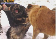高加索犬vs藏獒,体型、性格与战斗力的全面对比